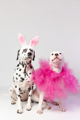 Two dogs in funny pink costums in front of white background. Dalmatian and staffordshire. Friendship concept