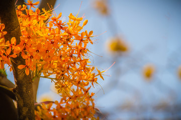 Beautiful orange asoka tree flowers (Saraca indica) on tree with green leaves background. Saraca indica, alsoknown as asoka-tree, Ashok or Asoca, saraca, Sorrowless tree.