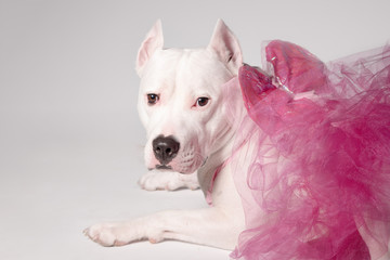 Obraz premium Portrait of white staffordshire bull terrier wearing butterfly wings and pink tutu dress with butterfly wings sitting in front of white background. Party, dancing, ballet concept. Copy space