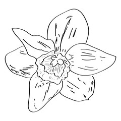 Isolated sketch of a flower. Vector illustration design