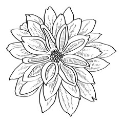 Isolated sketch of a flower. Vector illustration design