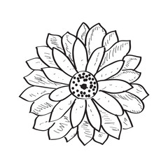 Isolated sketch of a flower. Vector illustration design