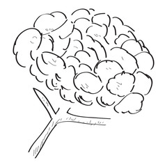 Isolated sketch of a flower. Vector illustration design