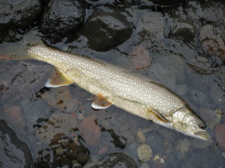 Obraz premium lake trout