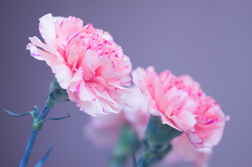 Bouquet of carnations close-up. Pink flowers on a gray background. Soft focus. Beautiful greeting card for your congratulations.