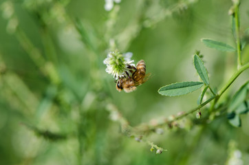 Western Honey Bee on a White Flower