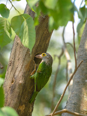 Lineated Barbet, Beautiful bird in Thailand.