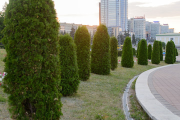 decorative small fir trees grow in a semicircle along the sidewalk in the city in summer