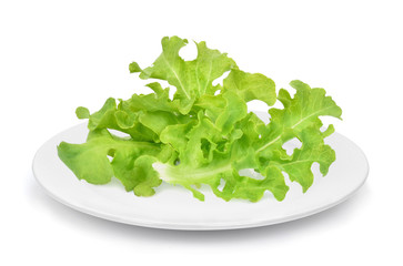 fresh green oak lettuce in the white plate isolated on white background