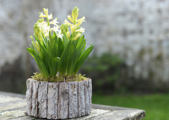 Spring is in the air. White hyacinths (Asparagaceae Scilloideae Hyacinthus) coming to bloom in natural wheatered wooden container on old teak table. Selective focus, shallow depth of field