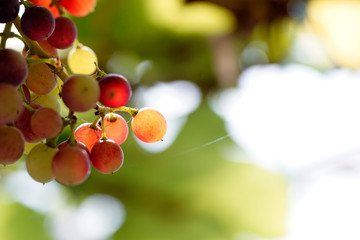 Colorful translucent fruit bunch with bubble blur background