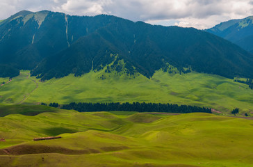 Fototapeta na wymiar alpine grassland