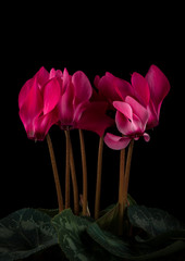 Pink Cyclamen Flowers on Black Background 