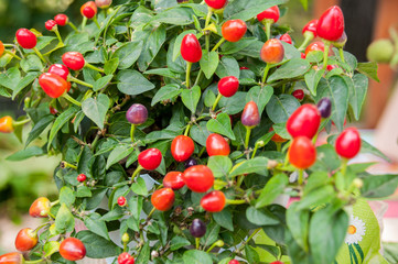 Autumn harvest: decorative small peppers