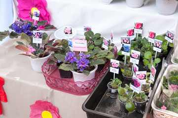 Russia, Khabarovsk, August 18, 2018: sale of flowers of violets at harvest festival