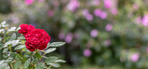 rose in park