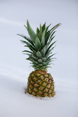 Close up low angle view of a pineapple in snow