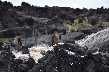 Flightless cormorants and a penguin in the wild