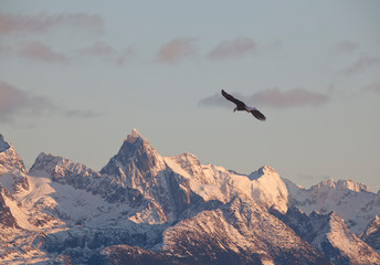 Eagle with mountains at sunset