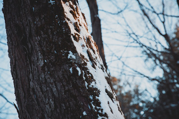 Trees in winter, Black Forest, Canada