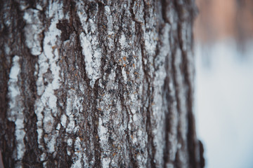 Fototapeta premium Trees in winter, Black Forest, Canada