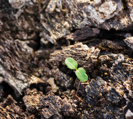 young plant 