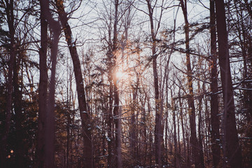Fototapeta na wymiar Trees in winter, Black Forest, Canada