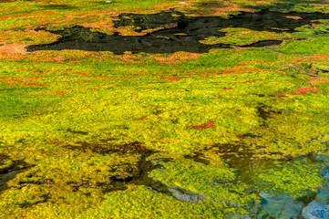 The stream is covered with red and green algae, making the stream look colorful, in Nantou, Taiwan.