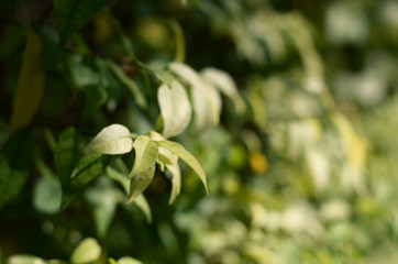 Obraz premium Young leaves Background
