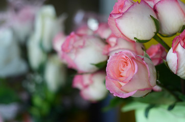 Pink white roses in a bucket