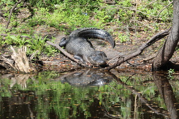 Gator