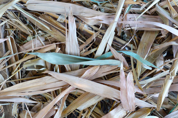 Dried bamboo leaves on the floor