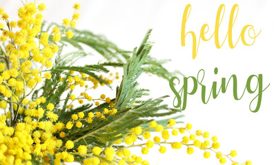 greeting card with the words "hello spring!" on the background of flowers mimosa. spring first flowers.