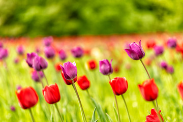 Obraz na płótnie Canvas blühende Tulpen im Frühling
