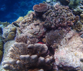 Naklejka na ściany i meble Red Tropical Fish Peeks from Variety of Corals on Reef