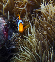 Naklejka na ściany i meble Bright Orange Clownfish Face First Close up with Tiny Teeth in Anemone