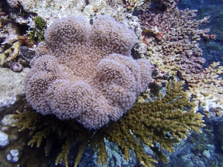 Bright pink and green corals with flowers on reef in Palau