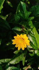 Yellow flower blooming volume 85555555555