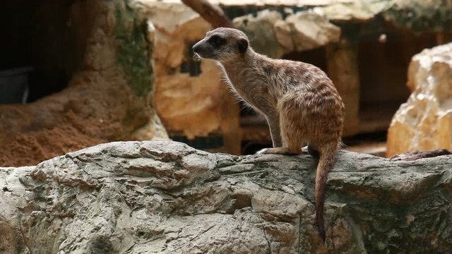 Meerkat stand and look around without moving 