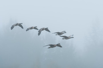 Canada Geese Flight Morning Fog