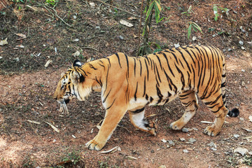 Fototapeta na wymiar panthera tigris walking