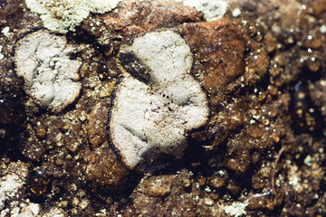 lichen on a rock