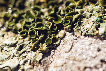 lichen on a rock