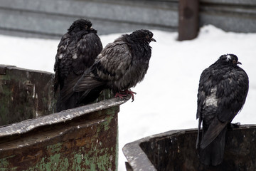three filthy pigeons are sitting on garbage cans. focus on the middle pigeon.