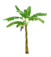 Banana tree isolated on white background with clipping paths for garden design. © Nattawut