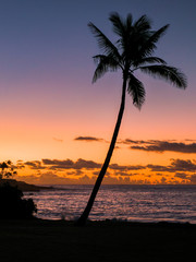 Palm Tree Silhouette Kauai
