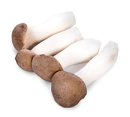 oyster mushroom isolated on white background