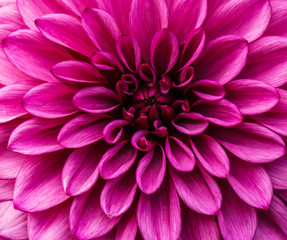 beautiful chrysanthemum flower macro in the garden background.