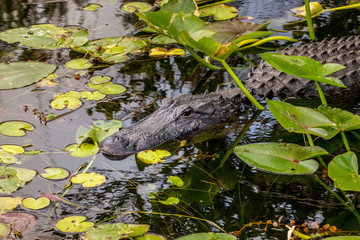 American Alligator