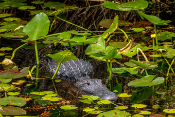 American Alligator